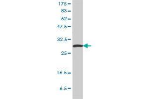 SFN monoclonal antibody (M01), clone 3C3 Western Blot analysis of SFN expression in HeLa .