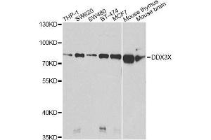 Western blot analysis of extracts of various cell lines, using DDX3X Antibody. (DDX3X anticorps  (AA 1-220))