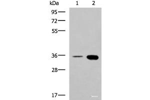 Western blot analysis of HepG2 cell and Mouse brain tissue lysates using MAF Polyclonal Antibody at dilution of 1:550 (MAF anticorps)