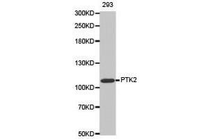 Western Blotting (WB) image for anti-PTK2 Protein tyrosine Kinase 2 (PTK2) antibody (ABIN1874428) (FAK anticorps)