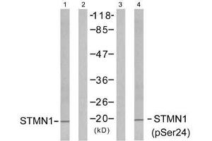 Western blot analysis of extracts from Jurkat cells untreated or treated with PMA (1ng/ml, 15min), using Stathmin 1 (Ab-24) antibody (E021217, Line 1 and 2) and Stathmin 1 (phospho-Ser24) antibody (E011224, Line 3 and 4). (Stathmin 1 anticorps  (pSer24))