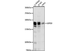 Western blot analysis of extracts of various cell lines, using USP19 antibody  at 1:1000 dilution. (USP19 anticorps  (AA 1-200))