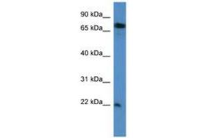Image no. 1 for anti-SFT2 Domain Containing 3 (SFT2D3) (N-Term) antibody (ABIN6746877) (SFT2D3 anticorps  (N-Term))