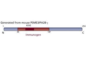 Image no. 3 for anti-PSME3 (PSME3) (AA 45-147) antibody (ABIN968402) (PSME3 anticorps  (AA 45-147))
