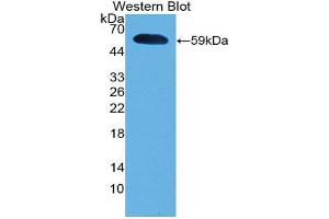 Western Blotting (WB) image for anti-Interferon, alpha 5 (IFNA5) (AA 22-189) antibody (ABIN3203133) (IFNA5 anticorps  (AA 22-189))