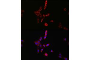 Immunofluorescence analysis of PC-12 cells using R Rabbit pAb (ABIN6133143, ABIN6146576, ABIN6146578 and ABIN6224057) at dilution of 1:100 (40x lens).