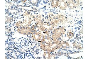 DLAT antibody was used for immunohistochemistry at a concentration of 4-8 ug/ml to stain Epithelial cells of renal tubule (arrows) in Human Kidney. (DLAT anticorps)