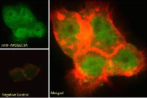 ABIN238645 Immunofluorescence analysis of paraformaldehyde fixed A431 cells, permeabilized with 0.