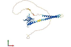 AlphaFold protein structure predicition of Human Recombinant PLEKHA3 Protein, UniprotID Q9HB20