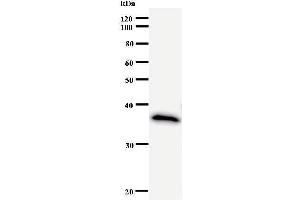 Western Blotting (WB) image for anti-Polymerase (RNA) II (DNA Directed) Polypeptide G (POLR2G) antibody (ABIN933124) (POLR2G anticorps)