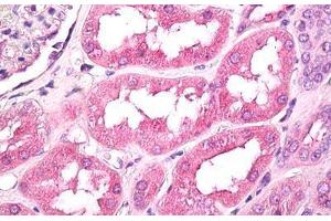 Anti-GNPDA1 antibody IHC staining of human kidney.