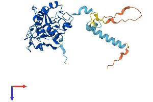 AlphaFold protein structure predicition of Mouse Recombinant Fam221a Protein, UniprotID Q8C790