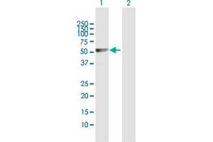 Western Blot analysis of LDHD expression in transfected 293T cell line by LDHD MaxPab polyclonal antibody.