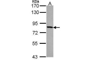 WB Image Sample (30 ug of whole cell lysate) A: Hela 7.