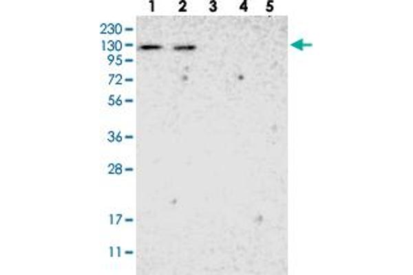 ADNP2 抗体
