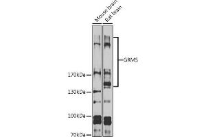 Western blot analysis of extracts of various cell lines, using GRM5 antibody (ABIN6128233, ABIN6141427, ABIN6141428 and ABIN6225125) at 1:1000 dilution. (Metabotropic Glutamate Receptor 5 anticorps  (AA 870-1070))