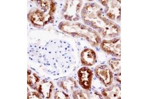 Immunohistochemistry analysis in formalin fixed and paraffin embedded human kidney tissue reacted with PDZK1 Antibody (Center) followed by peroxidase conjugation of the secondary antibody and DAB staining. (PDZK1 anticorps  (Middle Region))