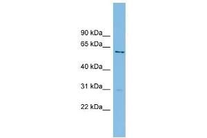 AXUD1 antibody used at 1 ug/ml to detect target protein. (AXUD1 anticorps  (Middle Region))