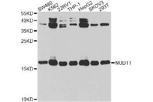 Western blot analysis of extracts of various cell lines, using NUDT1 antibody (ABIN6292587) at 1:1000 dilution. (NUDT1 anticorps)