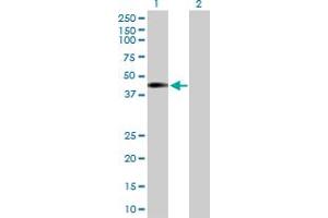 Western Blot analysis of NUP43 expression in transfected 293T cell line by NUP43 MaxPab polyclonal antibody.