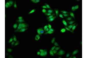 Immunofluorescence staining of HepG2 cells with ABIN7164919 at 1:66, counter-stained with DAPI. (PSME3 anticorps  (AA 2-252))