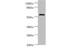 Western blot All lanes: DPH2 antibody at 2 μg/mL + Mouse brain tissue Secondary Goat polyclonal to rabbit IgG at 1/10000 dilution Predicted band size: 53, 28, 39 kDa Observed band size: 53 kDa (DPH2 anticorps  (AA 1-489))