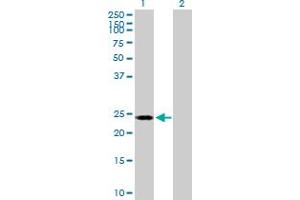 Western Blot analysis of POLR2E expression in transfected 293T cell line by POLR2E MaxPab polyclonal antibody.