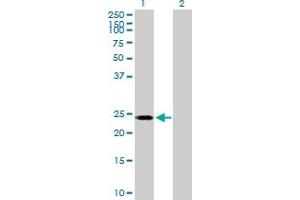 Western Blot analysis of POLR2E expression in transfected 293T cell line by POLR2E MaxPab polyclonal antibody. (POLR2E anticorps  (AA 1-210))