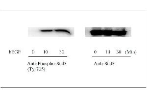 Western blot analysis of extracts from 100 ng/mL hEGF treated A431cells.