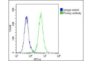 Overlay histogram showing A549 cells stained with (ABIN6242219 and ABIN6578795)(green line).
