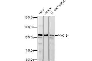 Western blot analysis of extracts of various cell lines, using MYO19 antibody (ABIN7268758) at 1:500 dilution. (Myosin XIX anticorps)