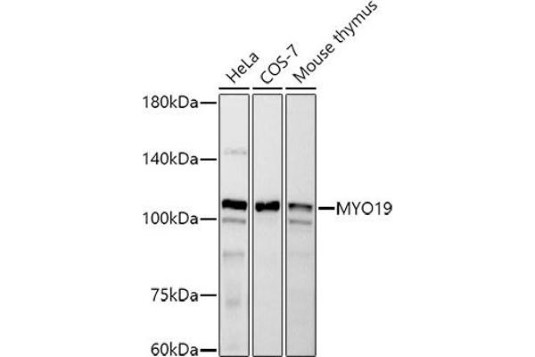 Myosin XIX anticorps