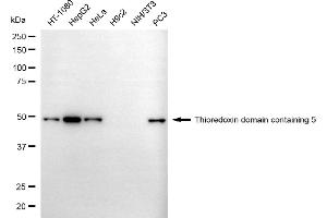 Western blotting analysis using thioredoxin domain containing 5 antibody (ABIN7800541).