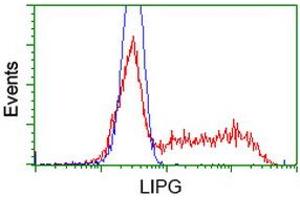 Image no. 2 for anti-Lipase, Endothelial (LIPG) antibody (ABIN1499166) (LIPG anticorps)