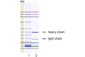 CGE analysis of purified VP-2E8 monoclonal antibody. (EPOR anticorps)