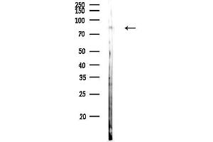 anti-Solute Carrier Family 15 (Oligopeptide Transporter), Member 1 (SLC15A1) (Internal Region) antibody