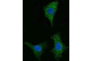 IF analysis of CYB5B using anti-CYB5B antibody (ABIN7600312).