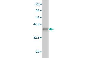 Western Blot detection against Immunogen (36.