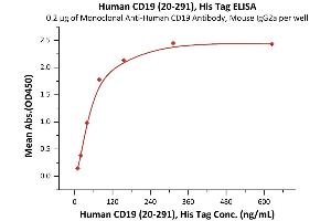 Immobilized FMC63 MAb at 2 μg/mL (100 μL/well) can bind Human CD19 (20-291), His Tag (ABIN5674620,ABIN6253679) with a linear range of 0. (CD19 Protein (AA 20-291) (His tag))
