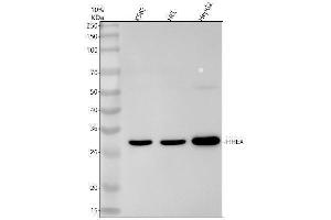 Western blot analysis of HHEX using anti-HHEX antibody (ABIN7605088).
