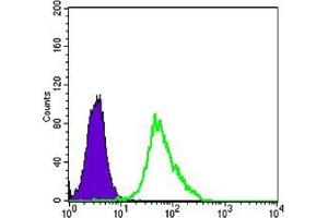 Flow cytometric analysis of Hela cells using anti-MAP2K2 mAb (green) and negative control (purple).