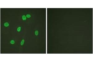 Immunofluorescence analysis of HeLa cells, using Histone H3 (Ab-27) Antibody. (Histone 3 anticorps  (AA 15-34))