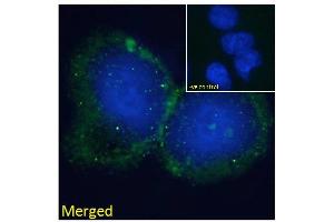ABIN184602 Immunofluorescence analysis of paraformaldehyde fixed HepG2 cells, permeabilized with 0. (B-Cell Linker anticorps  (C-Term))