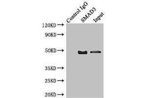 Immunoprecipitating SMAD3 in Jurkat whole cell lysate Lane 1: Rabbit control IgG instead of (1 μg) instead of ABIN7160232 in Jurkat whole cell lysate.