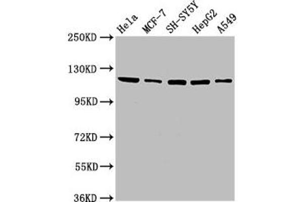 USP48 anticorps  (AA 358-508)