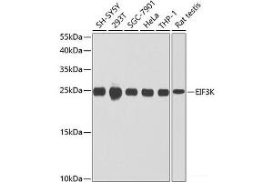 Western blot analysis of extracts of various cell lines using EIF3K Polyclonal Antibody at dilution of 1:1000. (EIF3K anticorps)