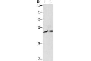 Gel: 8 % SDS-PAGE, Lysate: 40 μg, Lane 1-2: A549 cells, A375 cells, Primary antibody: ABIN7130597(PGBD4 Antibody) at dilution 1/250, Secondary antibody: Goat anti rabbit IgG at 1/8000 dilution, Exposure time: 5 seconds (PGBD4 anticorps)