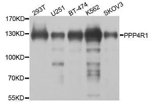 Western blot analysis of extracts of various cell lines, using PPP4R1 antibody. (PPP4R1 anticorps  (AA 324-647))