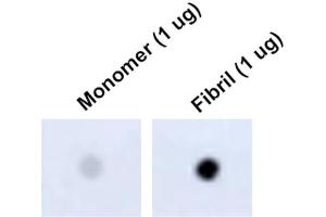 Dot Blot analysis using Mouse Anti-Tau Monoclonal Antibody, Clone 1D5 (ABIN6952065). (tau anticorps)