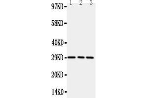Anti-CD134/OX40 antibody, Western blottingAll lanes: Anti CD134/OX40  at 0.